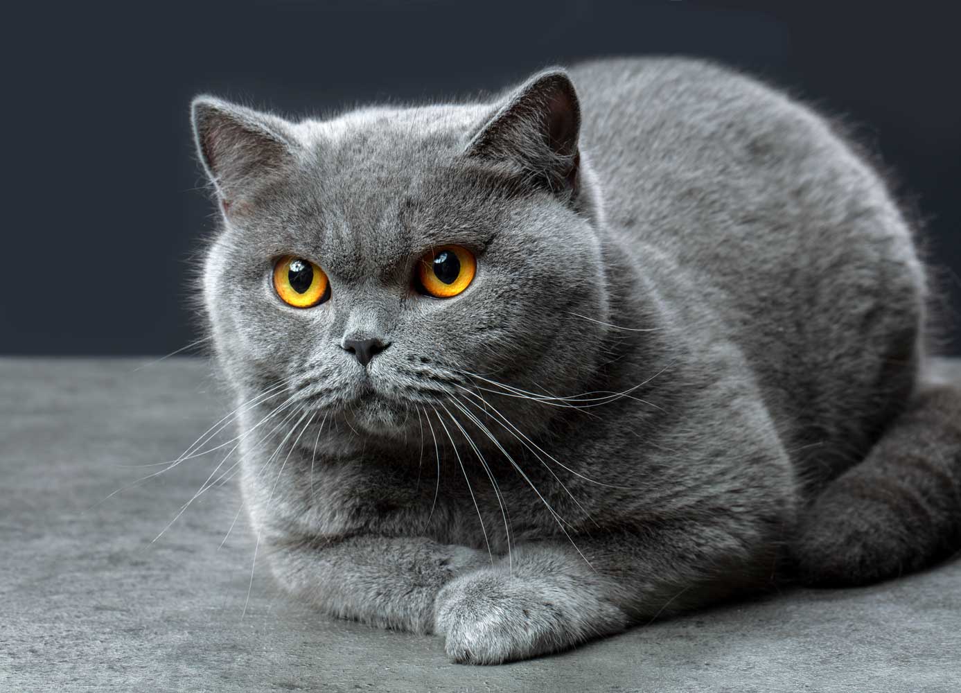 Cat Breed 5