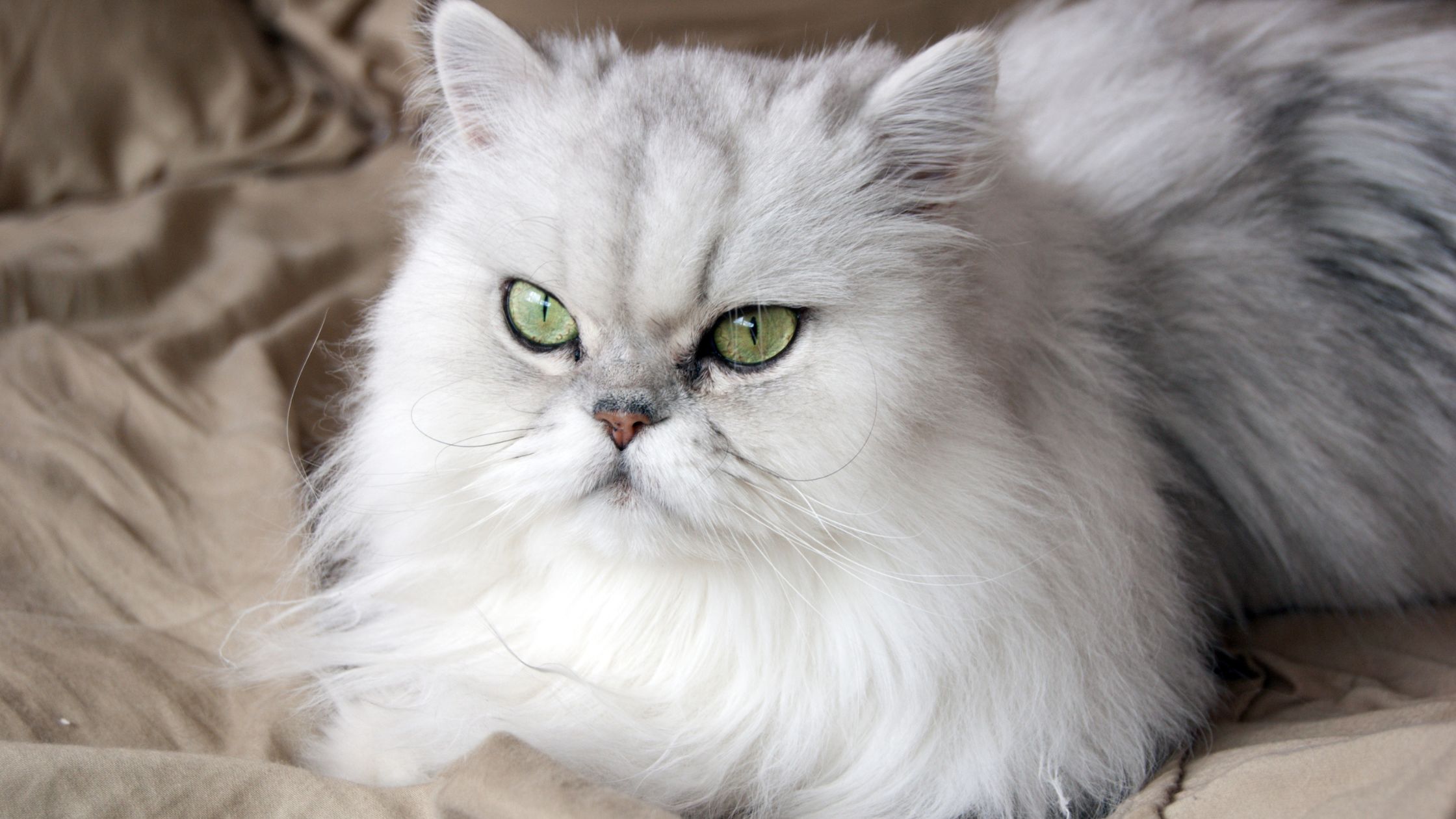 Cat Breed 3