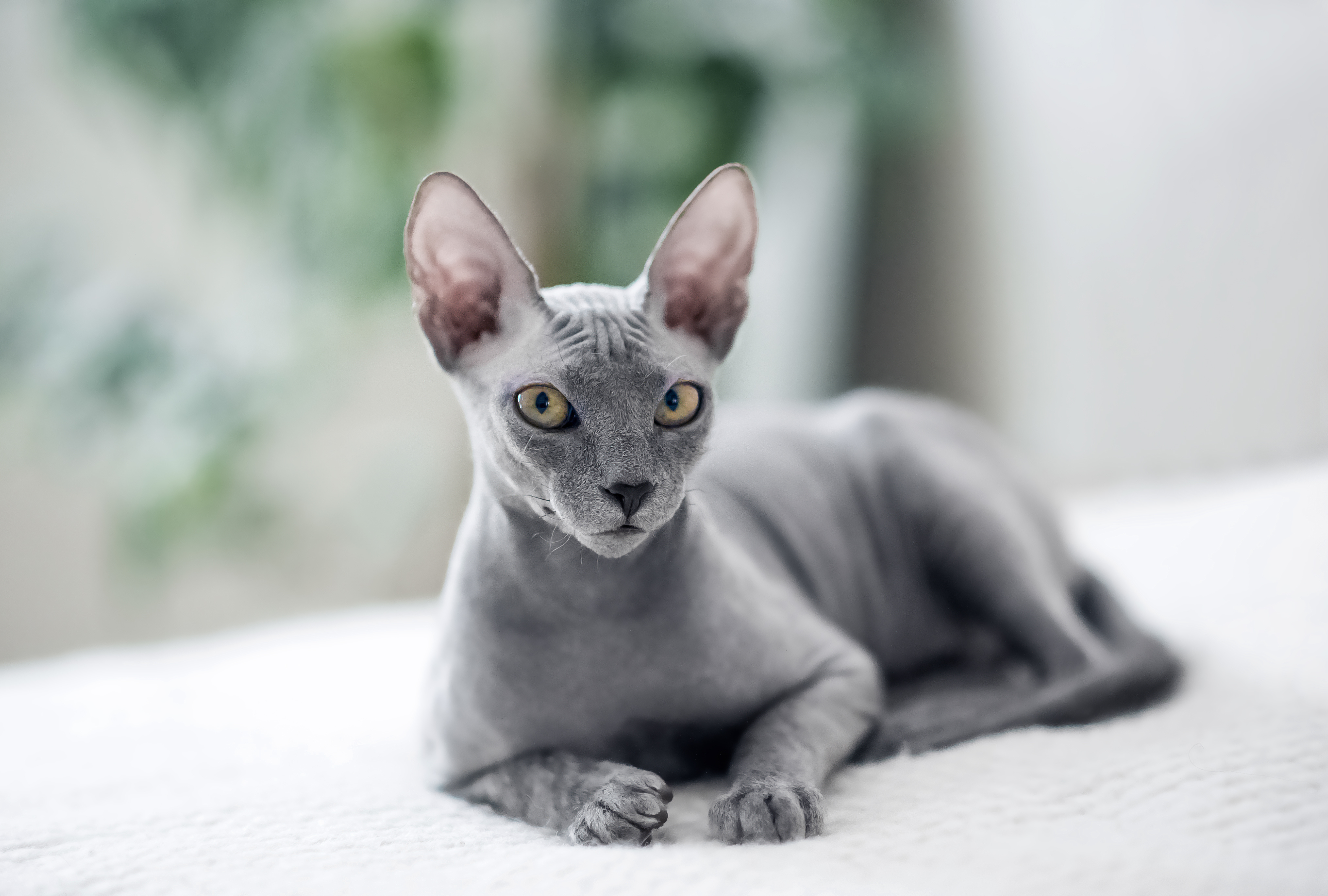 Cat Breed 4