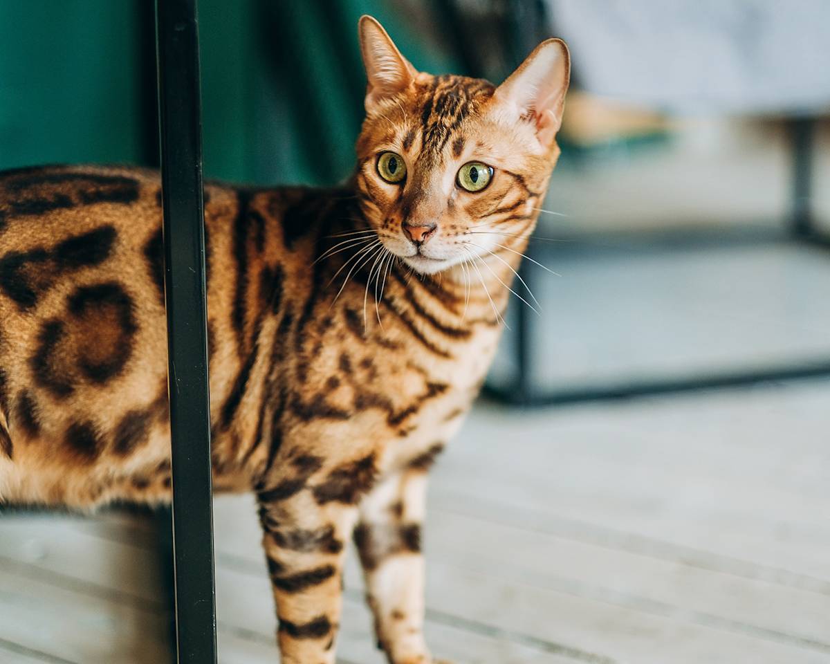 Cat Breed 6