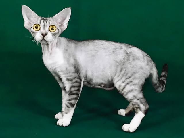 Cat Breed 8