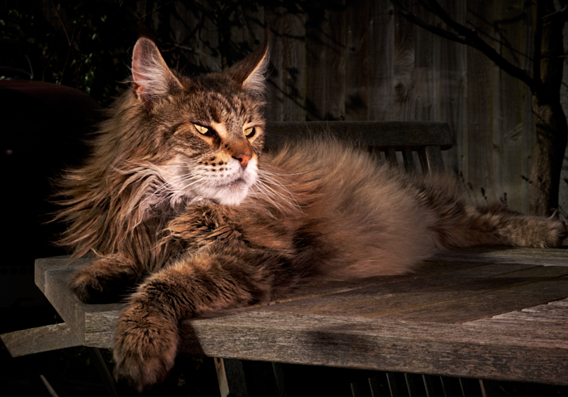 Cat Breed 7