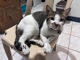 Cat Breed 2