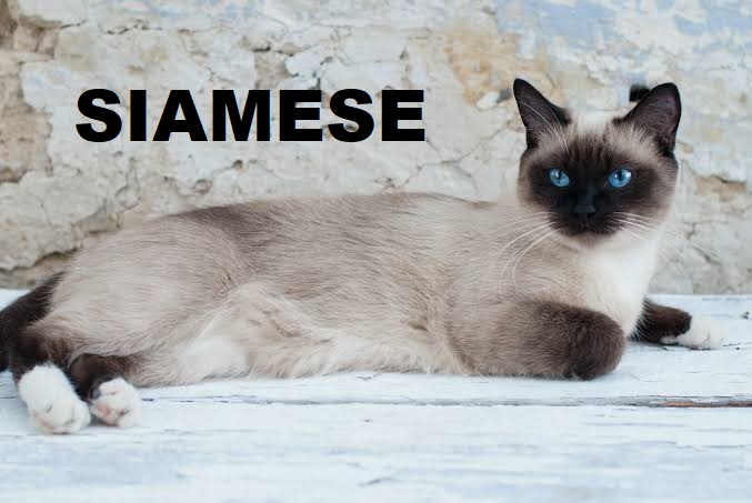 Cat Breed 1